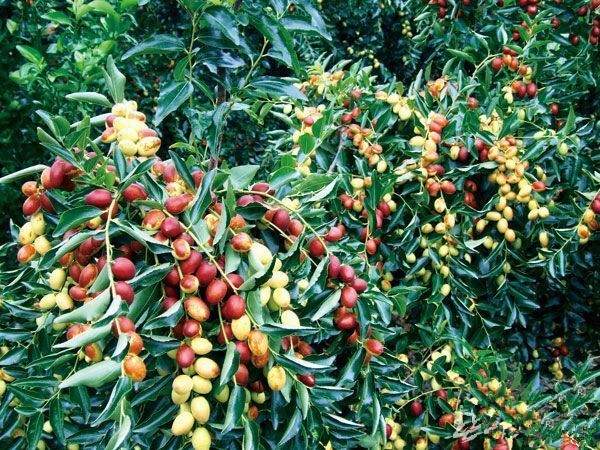 我的故乡彝族,我的故乡云南原唱