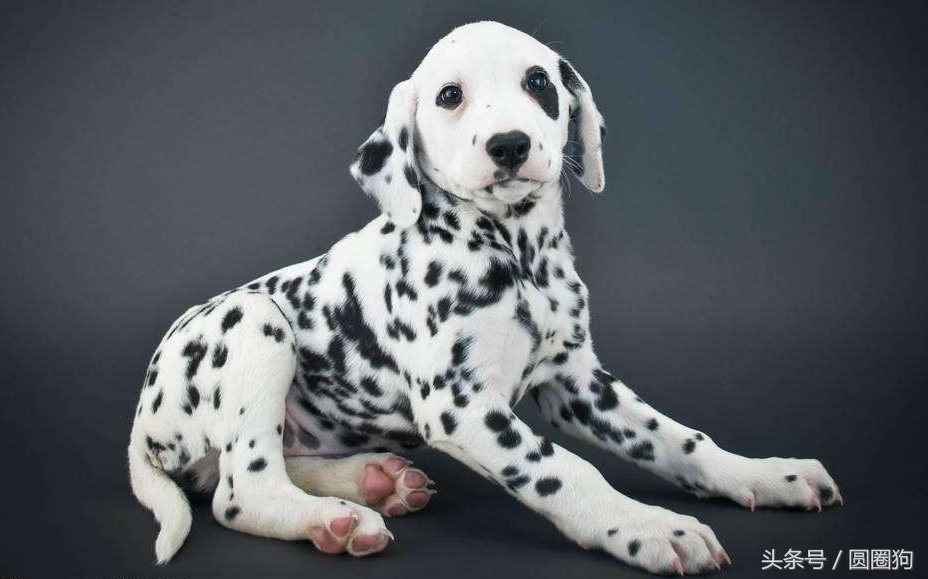 斑点狗大麦町犬为什么禁养,棕色斑点的大麦町犬