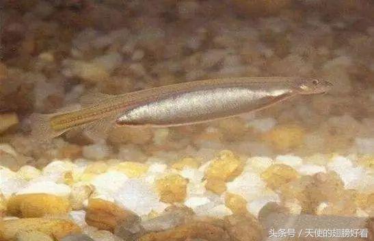 能刺穿人体的鱼,能吞人的淡水鱼