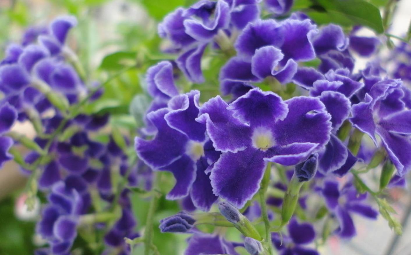 紫罗兰花草作用及功效与禁忌,紫罗兰花卉怎样养护和管理