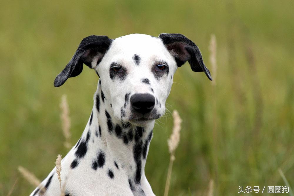 世界名犬中华田园犬,没斑点的大麦町犬是什么品种
