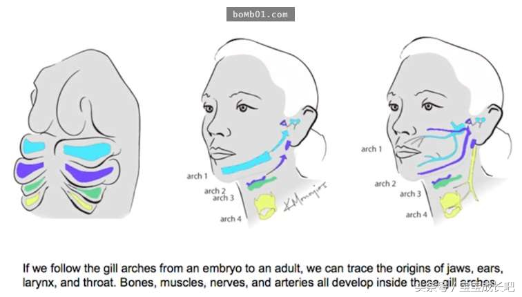 小孩子耳朵有个小小洞,小孩耳朵上方有个小孔是什么原因