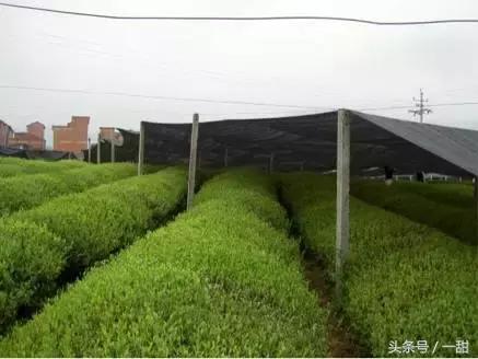 抹茶粉是怎么样制作的,抹茶粉一般是什么绿茶做的