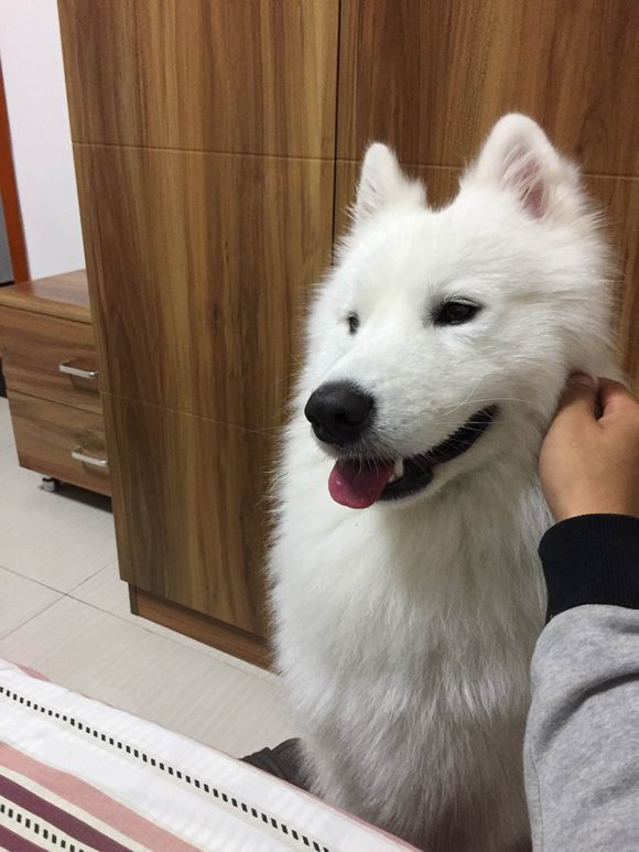 萨摩耶脚怎么修,萨摩耶把袜子吃了怎么办