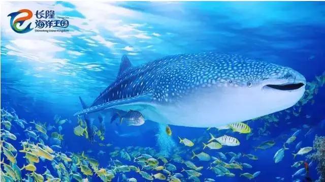 去珠海长隆海洋王国一日游,珠海长隆海洋王国玩3天攻略