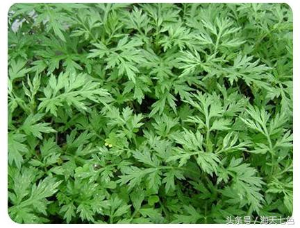 哪种艾草对女人最好,女人一定要知道艾草的妙用方法