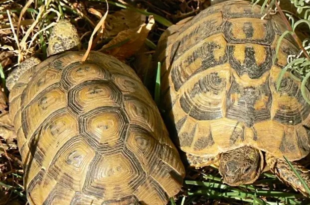 希腊陆龟和赫曼陆龟,赫曼陆龟长得快吗