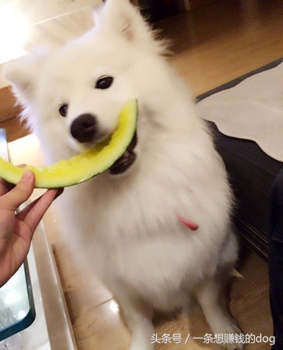 狗狗种类这么多你养的是哪种狗狗,狗狗的种类都有哪些