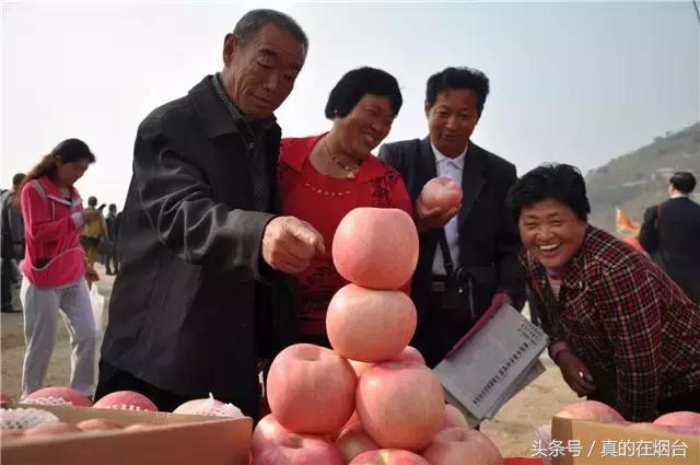 烟台市栖霞市苹果基地,烟台栖霞苹果园