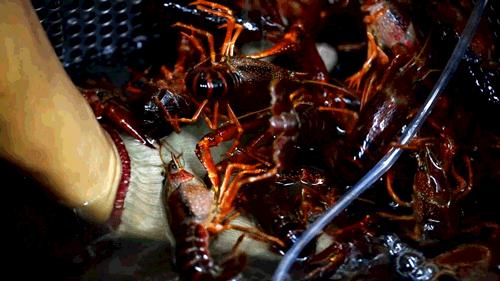 江苏有个地方小龙虾出名,江苏小龙虾之乡