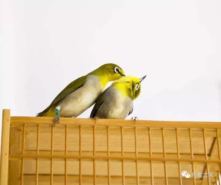 怎么快速盘绣眼,绣眼怎么盘