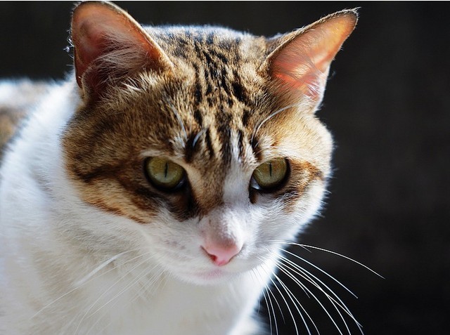 母猫为什么老是在被子上撒尿,母猫绝育后乱撒尿原因