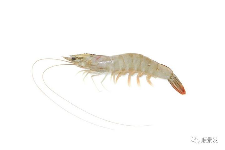 2021下半年进口冻虾贸易形势,全球虾产业前景