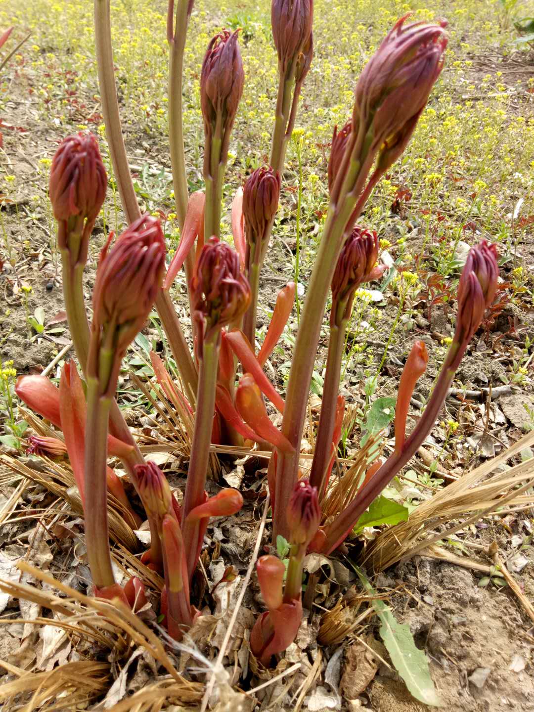 “花中皇后”芍药，不但“貌美”，入药还可养血调经、平肝止痛