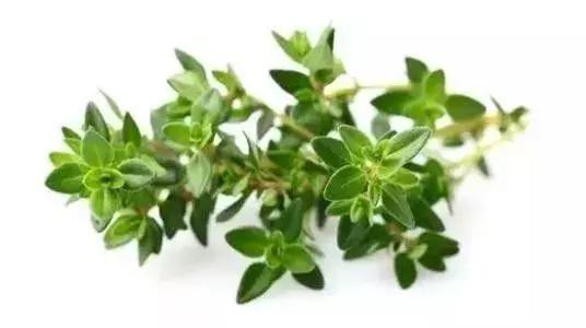 新车消毒用什么精油好 (玫瑰精油怎样用于房间消毒)