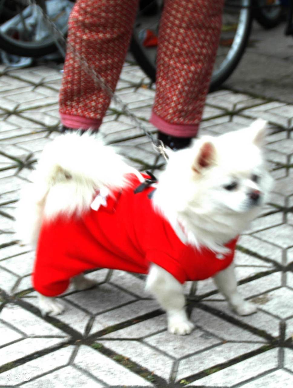 狗狗的衣服怎么做无需剪刀,狗狗的衣服泰迪自制