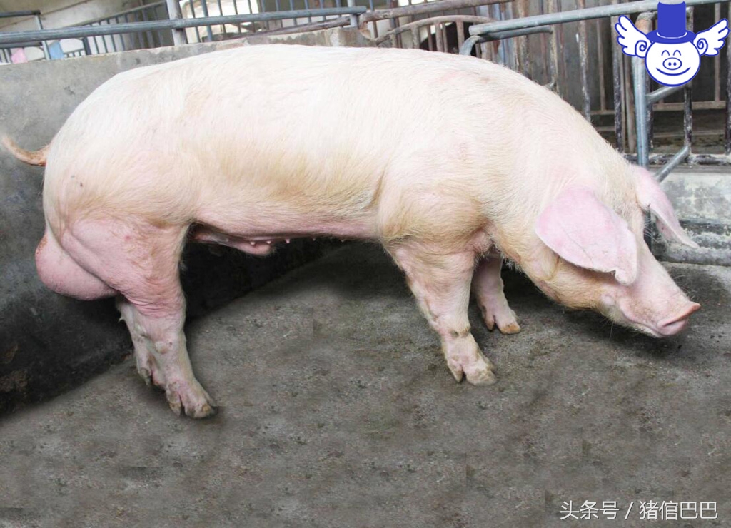 猪出现高烧不退死后全身发紫,猪喘气高烧不退拉硬屎