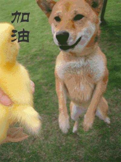 大头柴带你在家强身健体