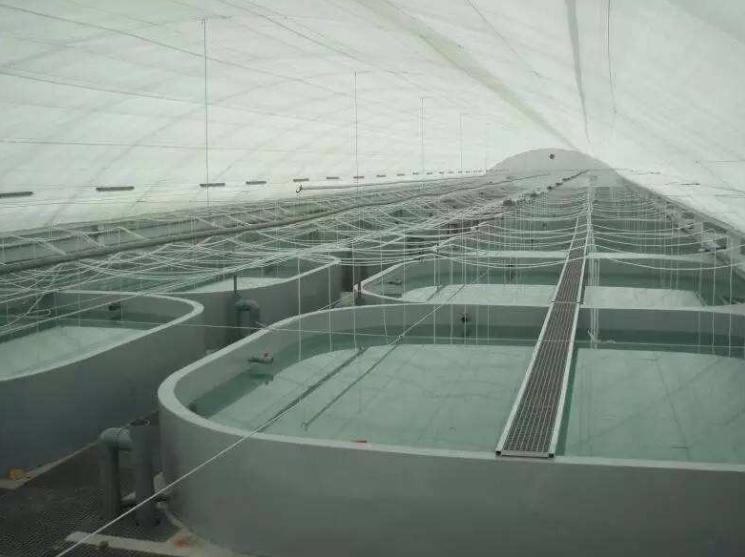 养什么鱼能赚钱又简单,适合懒人养的鱼赚钱