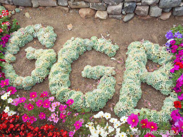 遇到多肉是我的幸运,我所遇见的多肉