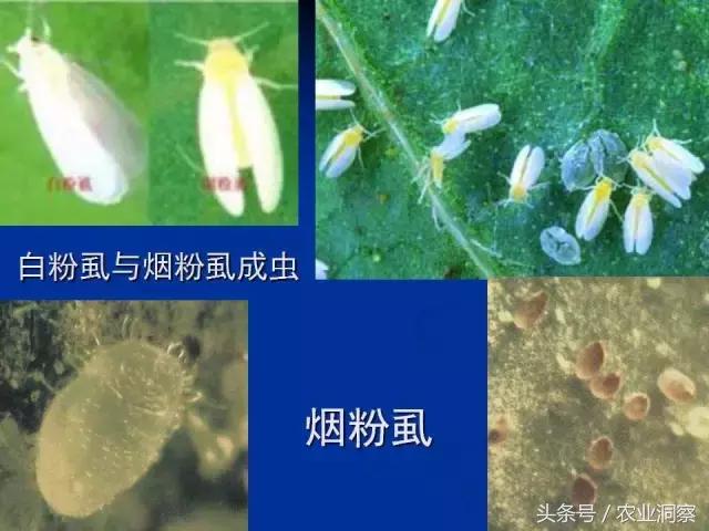 大田害虫防治方法有哪些,地下害虫图谱大全及防治