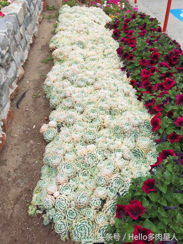 加州多肉,当花痴遇见多肉