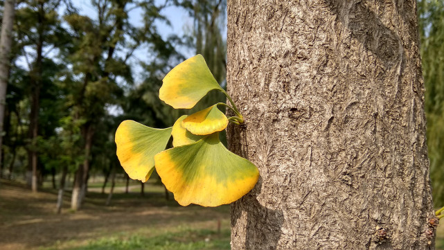 红米5a怎么样值得入手吗,红米5a参数和价格