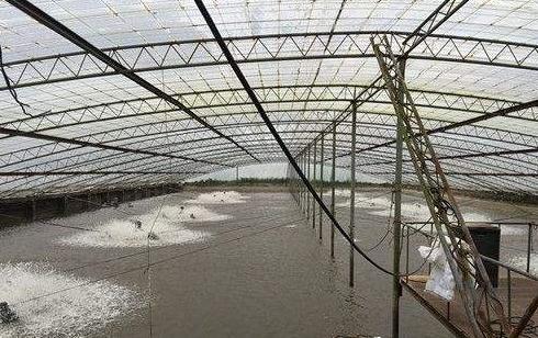 亩产6000元的养鱼模式,养什么最赚钱又好养鱼