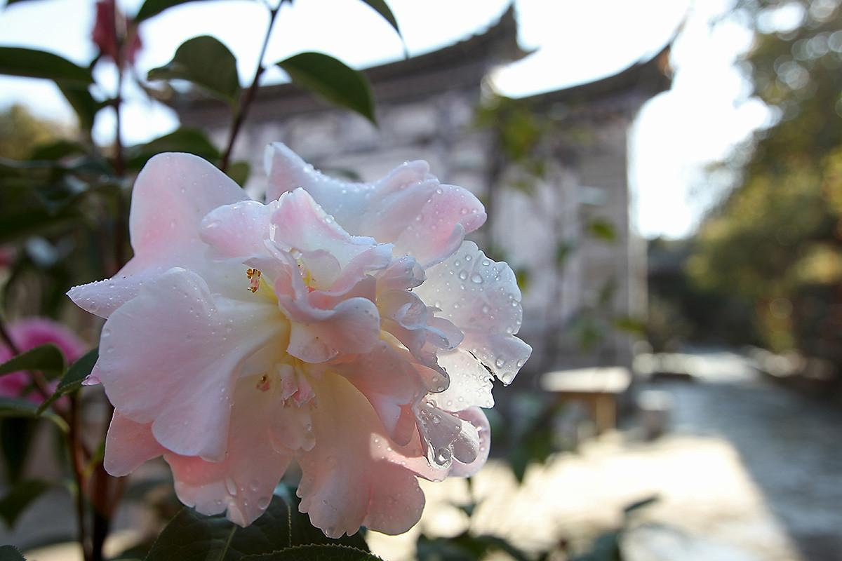红楼梦里写大马猴,红楼梦大马猴在第几页