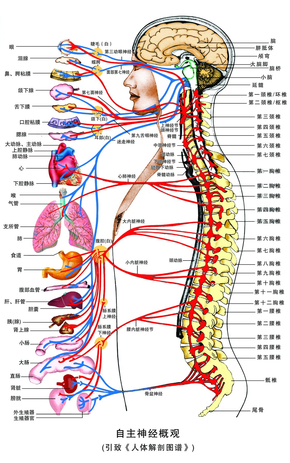 胸椎病也能压迫心脏功能,脊柱源性心脏病和胸椎有关系吗