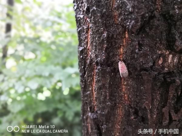 华为mate10评测保时捷,华为mate10完整评测