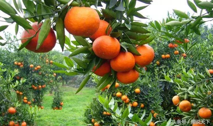 苏州吴中哪个区比较好,苏州吴中附近有哪些区