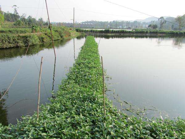 小龙虾池塘生态养殖,小龙虾池塘清塘视频