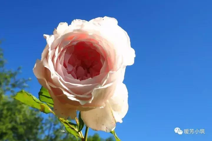 什么？你说欧月中还有日本月季？