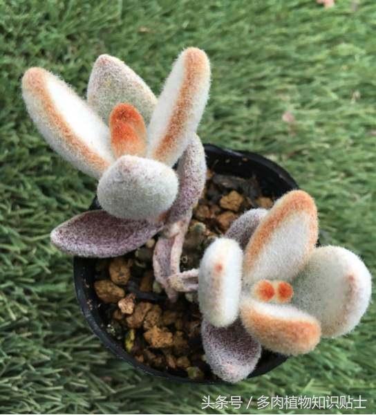 多肉植物新手入门套餐,多肉新手入坑需要什么肥料