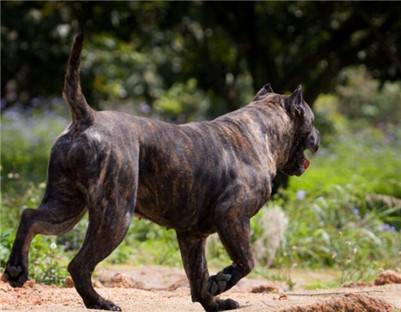 加纳利鹦鹉不吃食怎么办,加纳利犬为什么不火