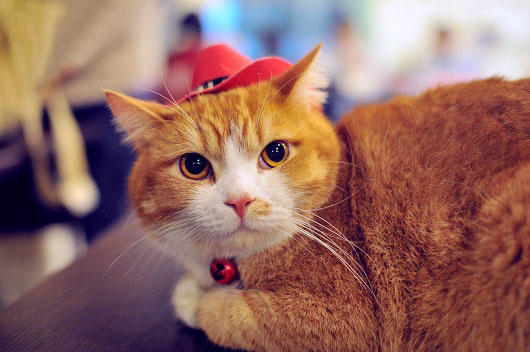 高级又豪华却便宜的宠物,精致生活的宠物