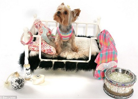 高级又豪华却便宜的宠物,精致生活的宠物