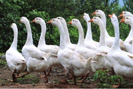 北果园大枣采摘,怀柔大枣采摘攻略