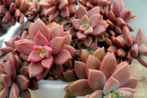 景天科1000种多肉植物图鉴,常见的景天科多肉植物的名称