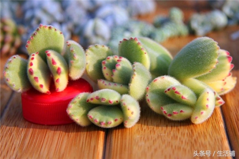 景天科1000种多肉植物图鉴,常见的景天科多肉植物的名称