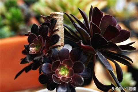 景天科1000种多肉植物图鉴,常见的景天科多肉植物的名称