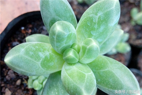 景天科1000种多肉植物图鉴,常见的景天科多肉植物的名称