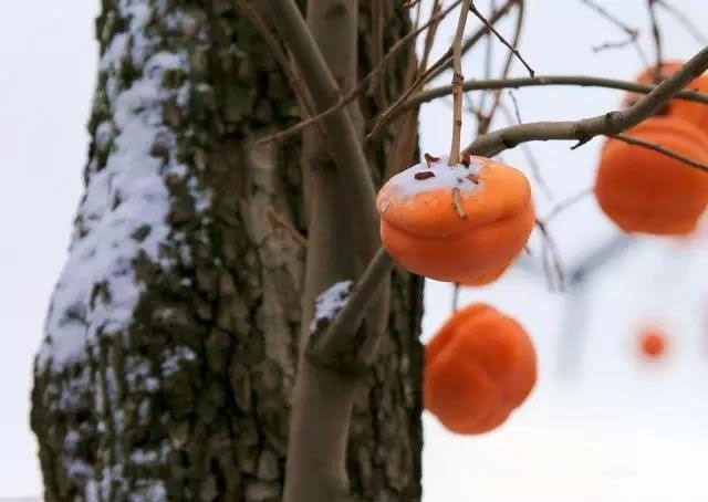 冬天的柿柿如意图片,冬天柿柿如意的图片