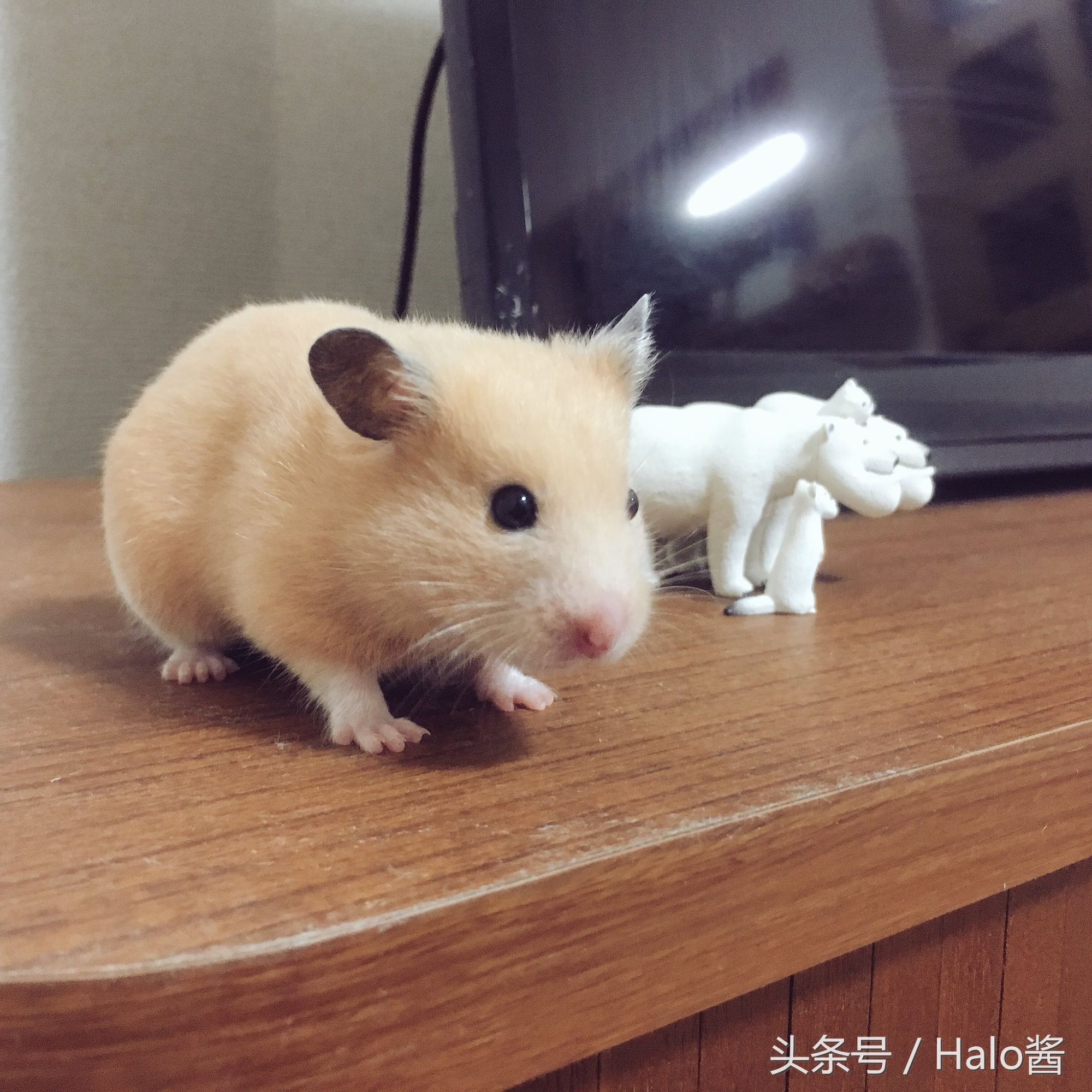 长大的金丝熊有多可爱都萌化了,金丝熊超可爱