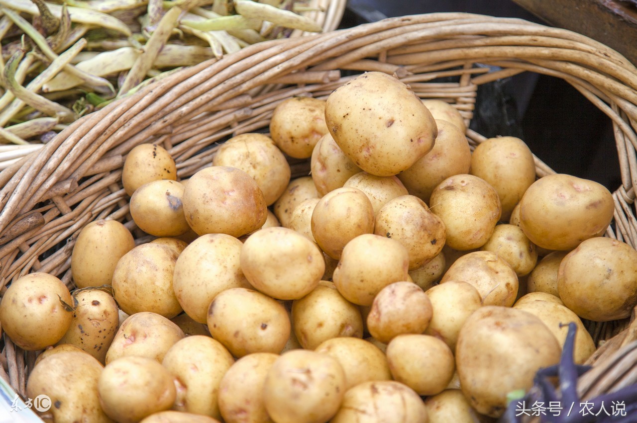 2020年土豆种子批发价格,2020年7月10日辽宁土豆批发价格