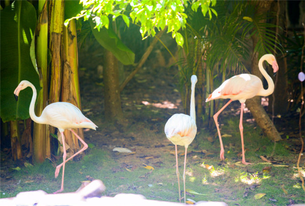 三亚看海美食攻略最值得去的地方,去三亚看海必打卡