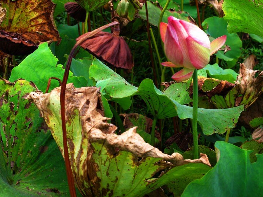 当年不肯嫁春风无端被秋风所误,说不尽的遗憾与自怜