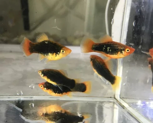 观赏鱼月光鱼图片,热带彩虹小型鱼观赏鱼