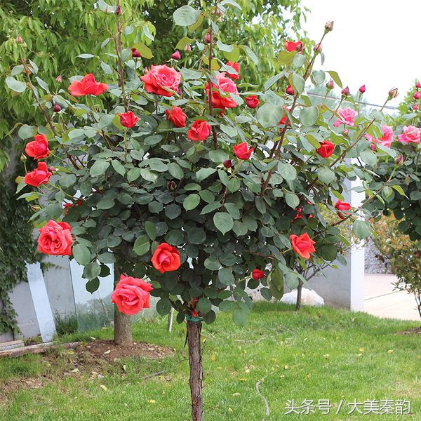 全国各地市花大全,各地市花是什么花